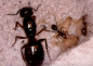 Preview: Camponotus largiceps